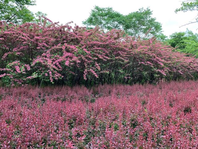 Bailang Oasis Wetland Park