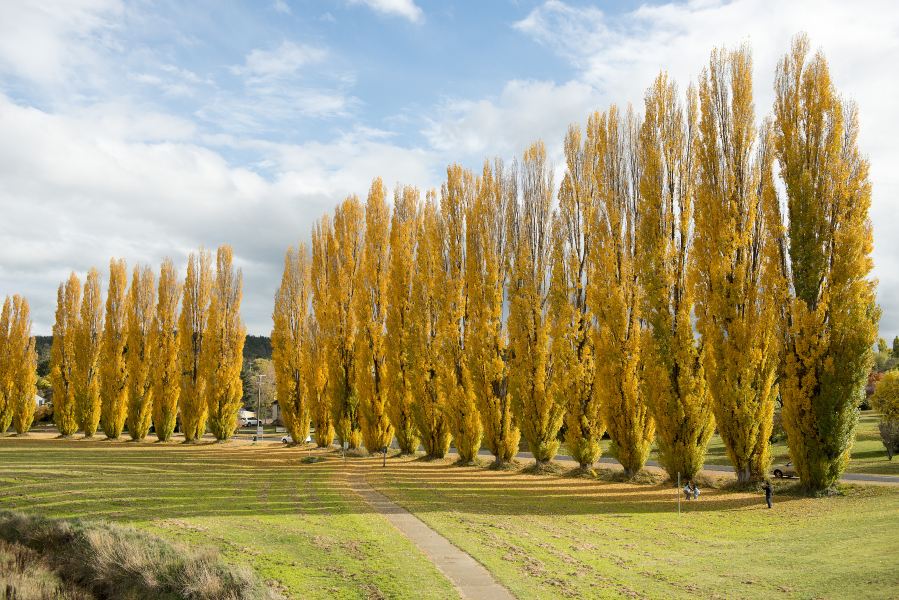 Newcastle to Cooma Flights