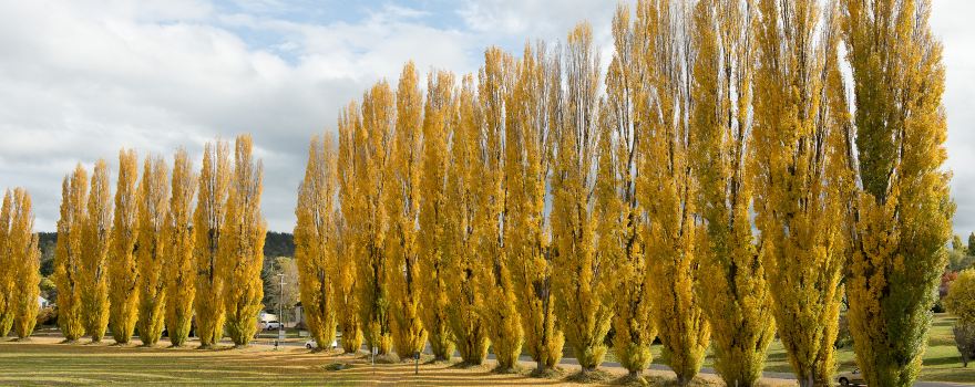 Cooma