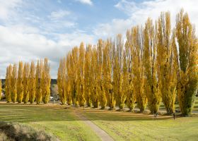 Flights from Sydney(SYD) to Cooma Snowy Mountains Airport(OOM)