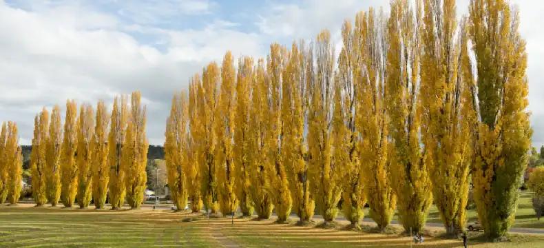 鄰近The Cooma Cenotaph的酒店
