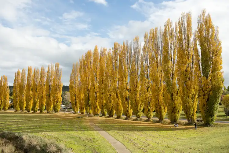 Cooma