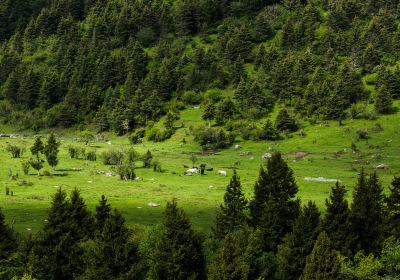 Якшайский лесный парк