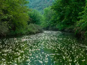 hai cai hua shi di