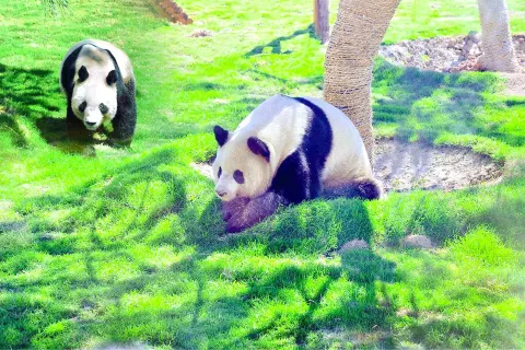 Linyi Zoological Botanical Garden