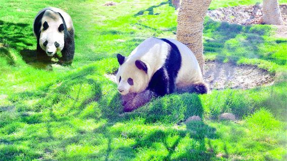 Linyi Zoological Botanical Garden