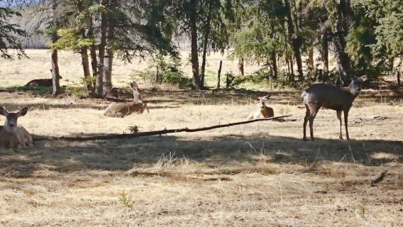 Yukon Wildlife Preserve