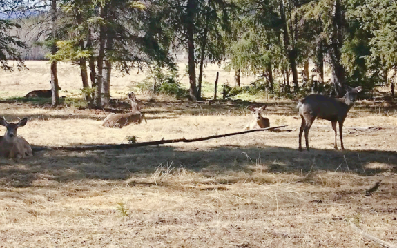 Yukon Wildlife Preserve