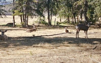 Yukon Wildlife Preserve
