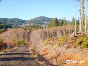 Capitol State Forest
