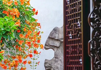 Trumpet Creeper Viewing in Suzhou