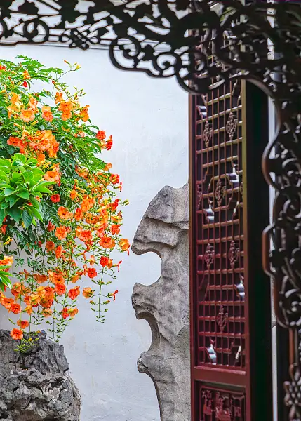 Trumpet Creeper Viewing in Suzhou