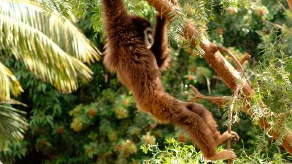 Jungle Park