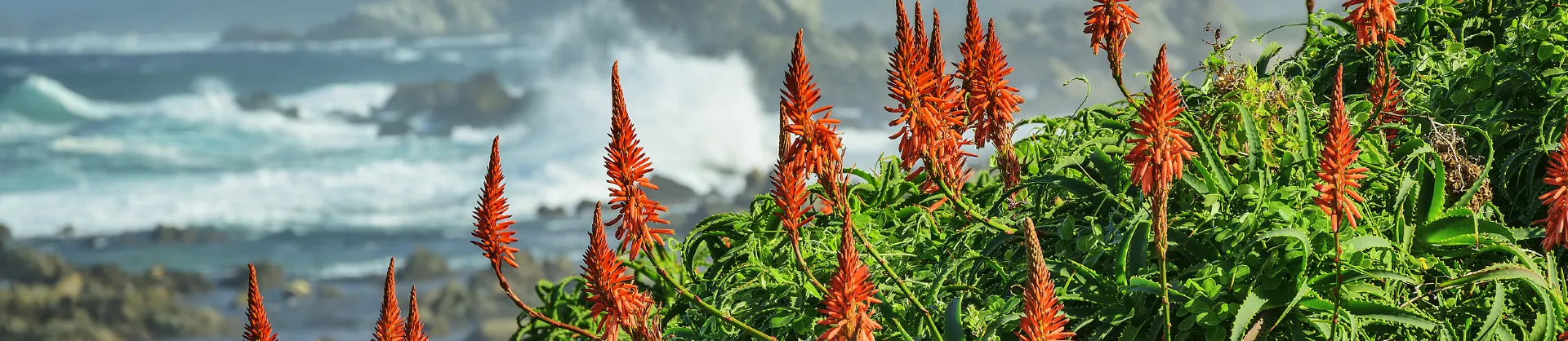 Fioriture Primaverili