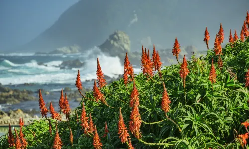 The Garden Route