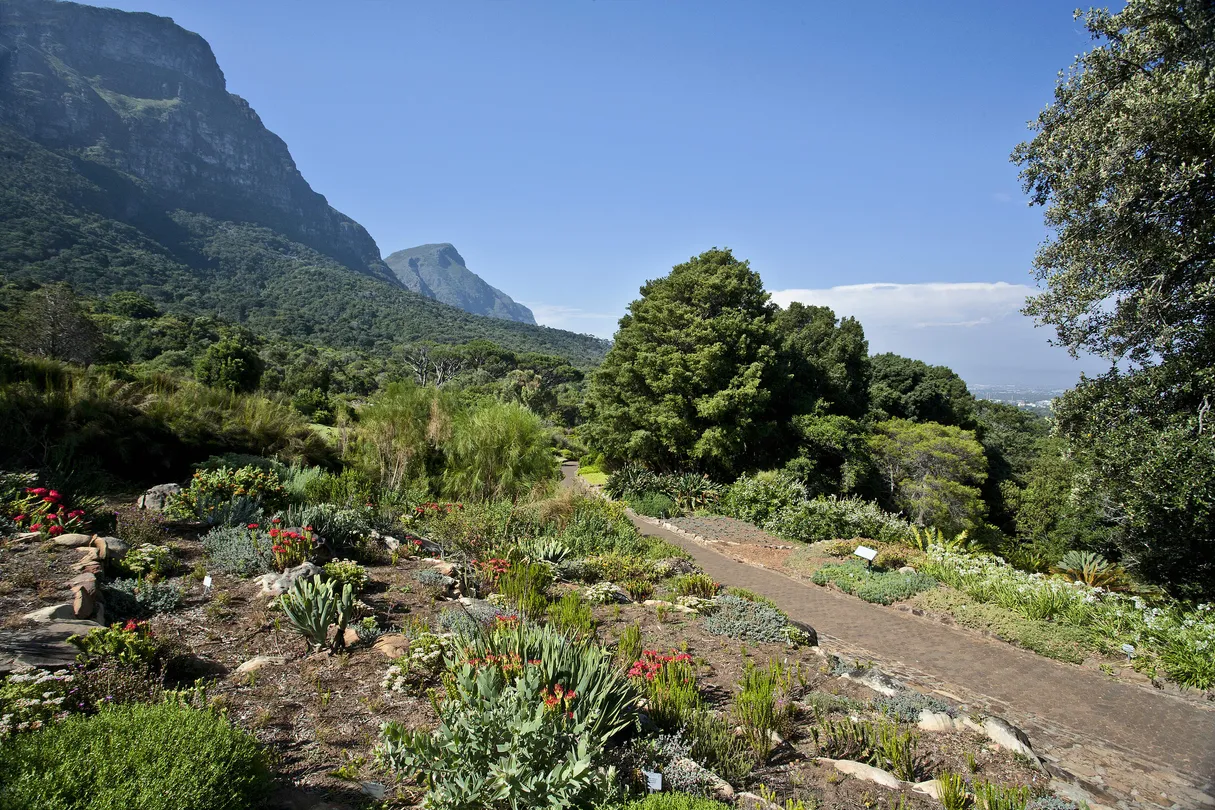 4_Kirstenbosch National Botanical Garden