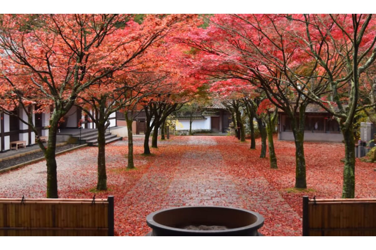 Nomiyama Kannonji Temple Autumn Leaves Festival | Sasaguri