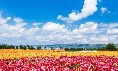 Taiping Lake Forest Park