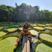 สวนบัว​อมรัตน์​  พิษณุโลก​