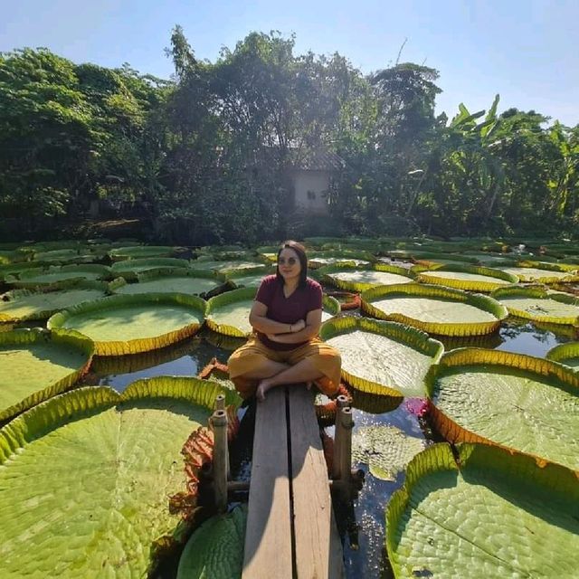 สวนบัว​อมรัตน์​  พิษณุโลก​