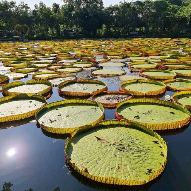 สวนบัว​อมรัตน์​  พิษณุโลก​