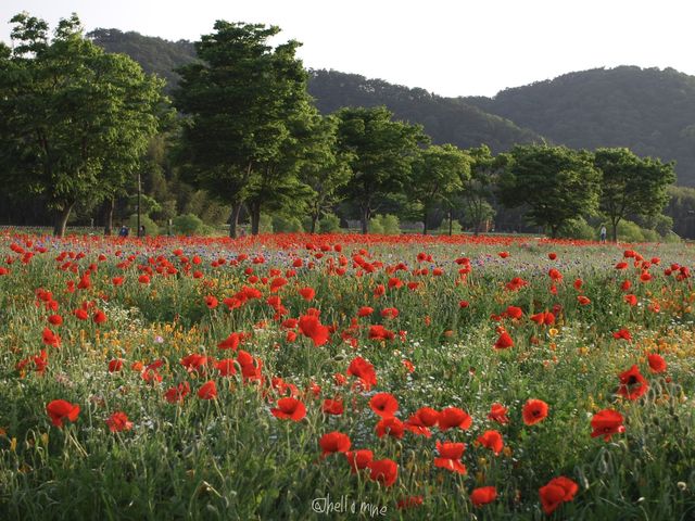 <울산, 봄향기 가득 태화강> 