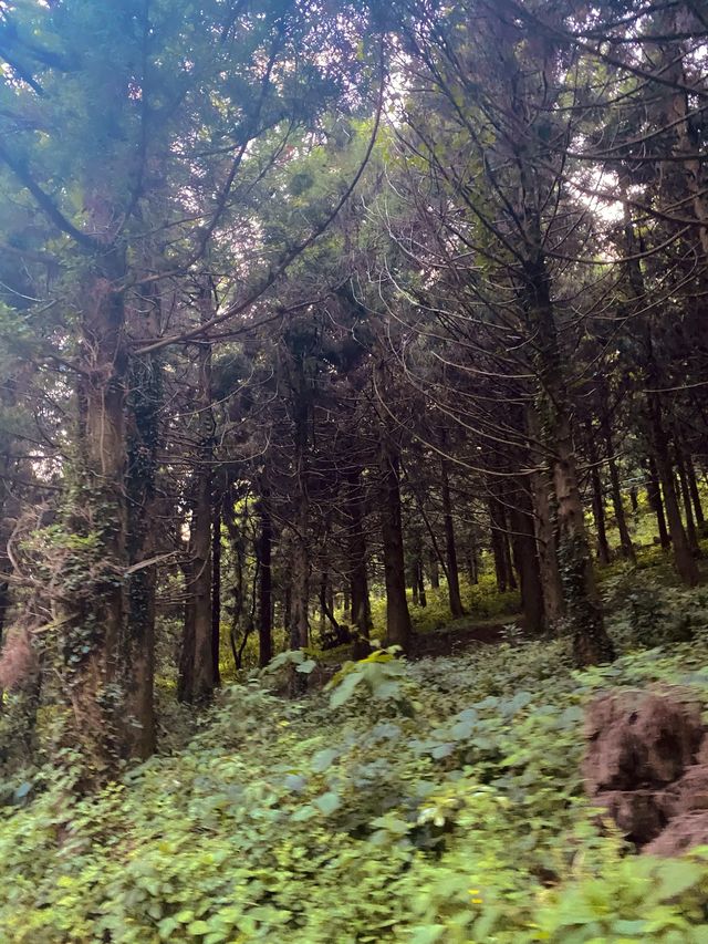 제주도 노을맛집, 포토존 새별오름