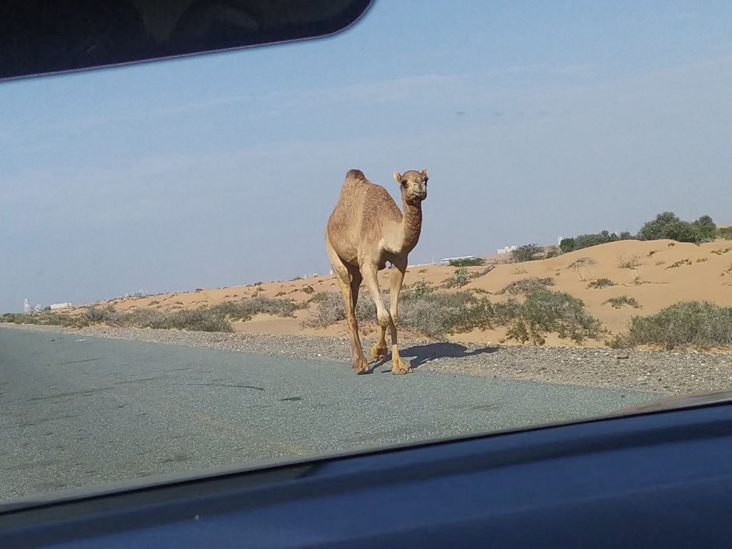 アル ジャジラ アル ハムラのレビュー アル ジャジラ アル ハムラのチケット アル ジャジラ アル ハムラの割引 アル ジャジラ アル ハムラの交通機関 所在地 営業時間 アル ジャジラ アル ハムラ周辺の観光スポット ホテル グルメ Trip Com