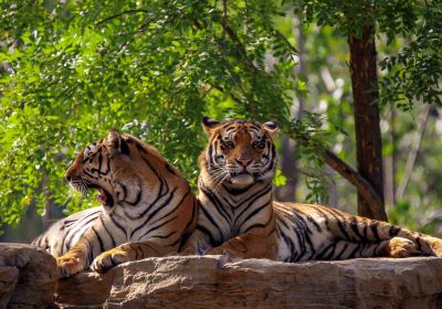 秦皇島野生動物園