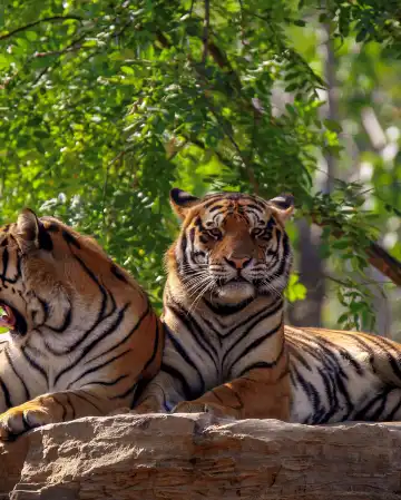 鄰近秦皇島野生動物園的酒店