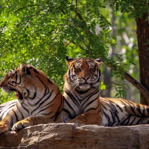 秦皇島野生動物園