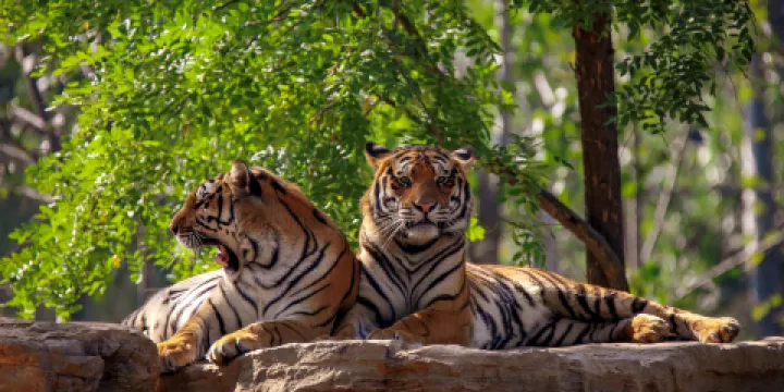 秦皇島野生動物園