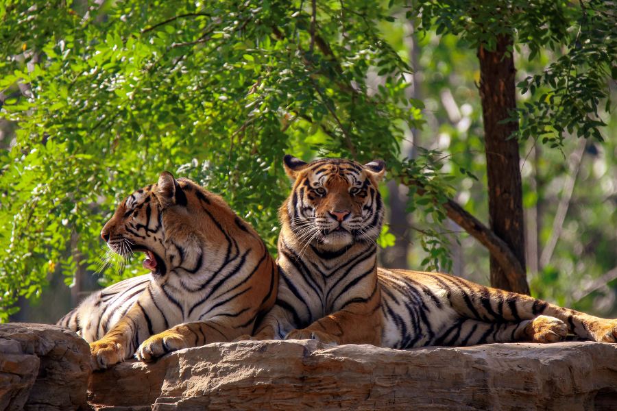 秦皇島野生動物園