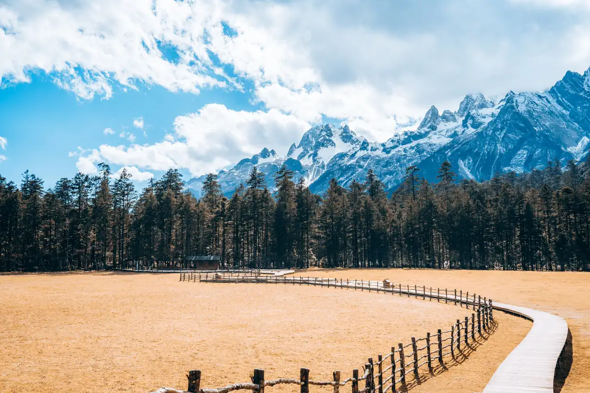 Spruce Meadow