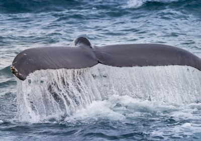 The Whale Center