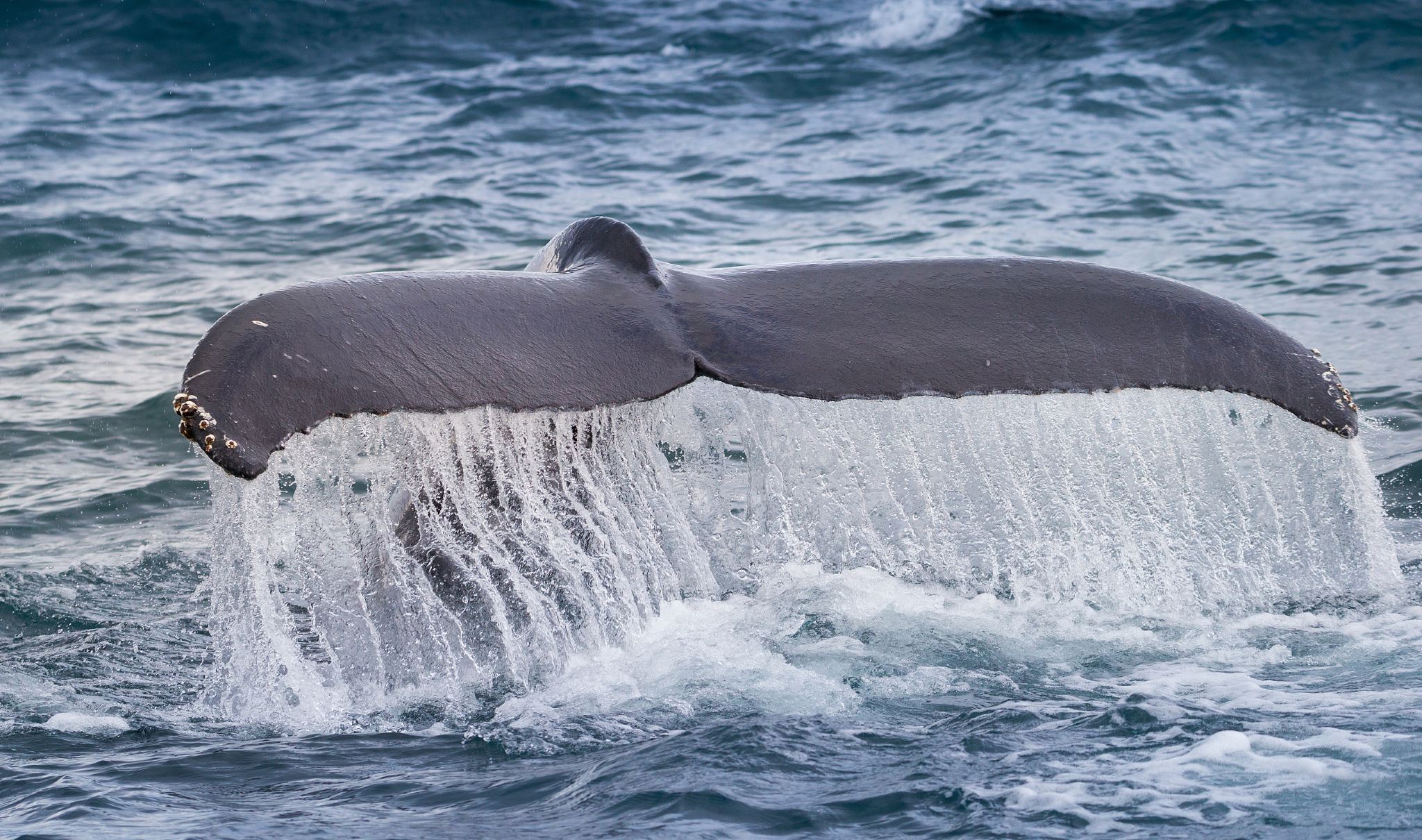 Whale Watching in Andenes [Traditional Oak Boat/RIB Boat]