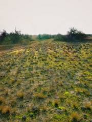 Uzurano airfield site