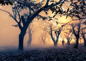 Pizhou Old Chestnut Orchard