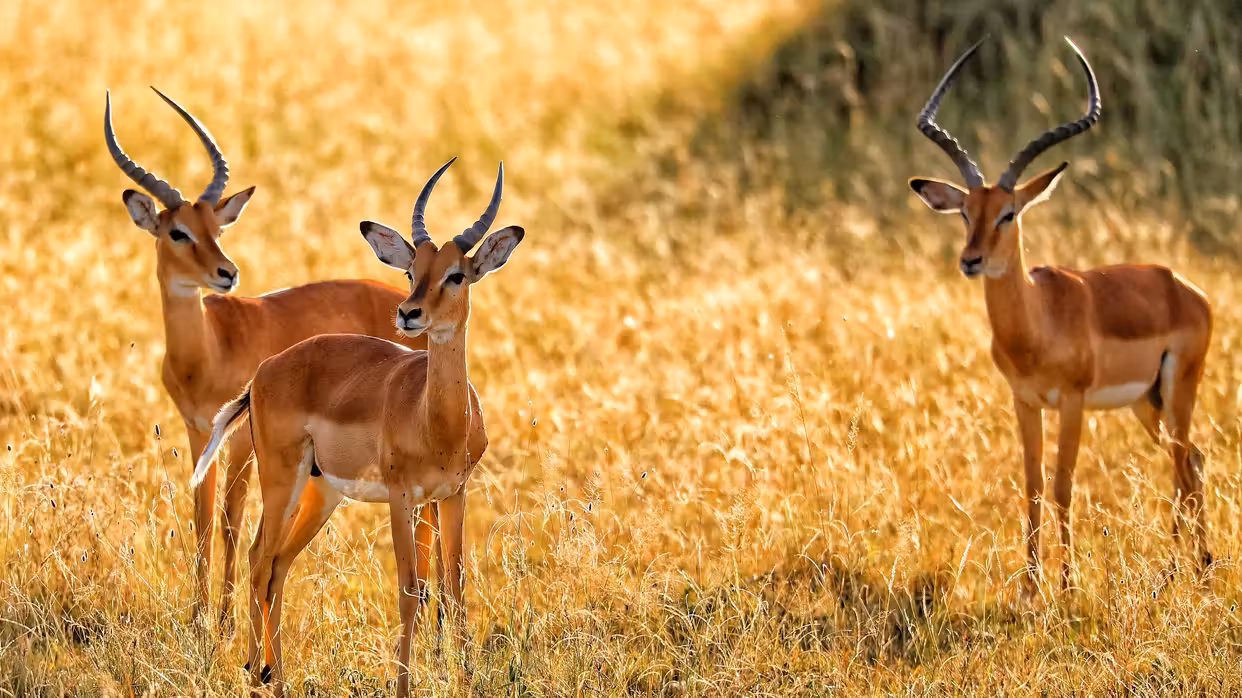 Seronera to Arusha Flights