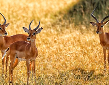 阿魯沙 自由行套票