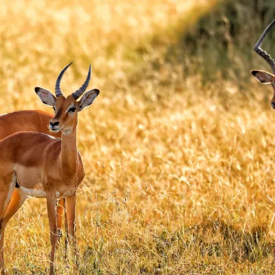 Vé máy bay Hồ Manyara Seronera