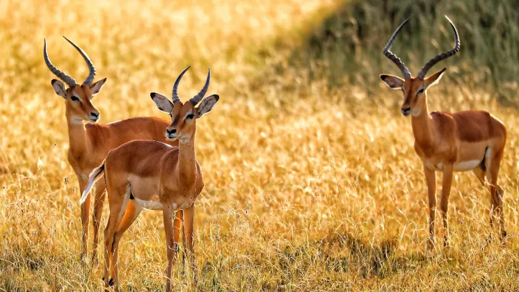 Flights from Lake Manyara to Zanzibar