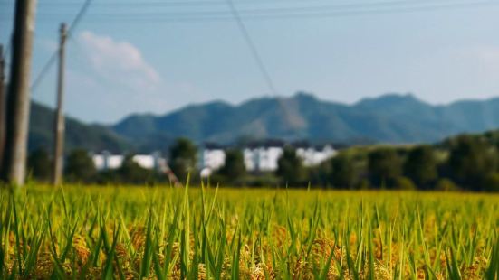 芹川古村，没什么商业气氛，挺好村口的稻田里弥漫着稻花香，丰收