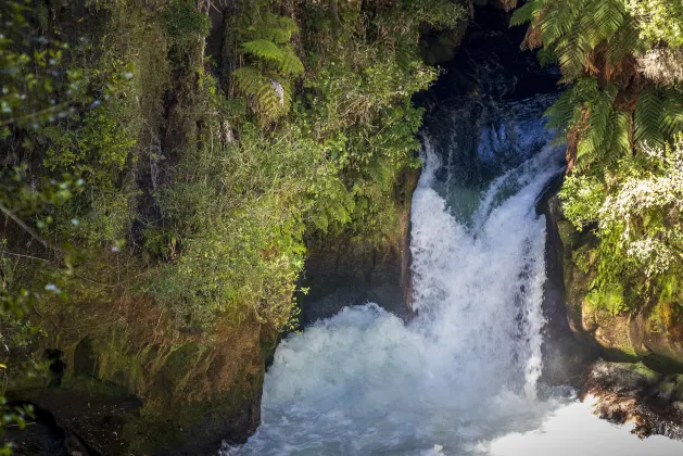 Sydney to Rotorua Flights