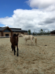 綠地長島馬術俱樂部