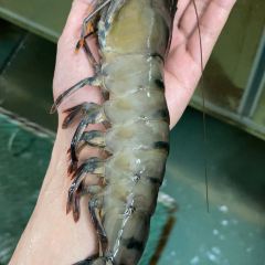 亚仕海鲜饭店 User Photo