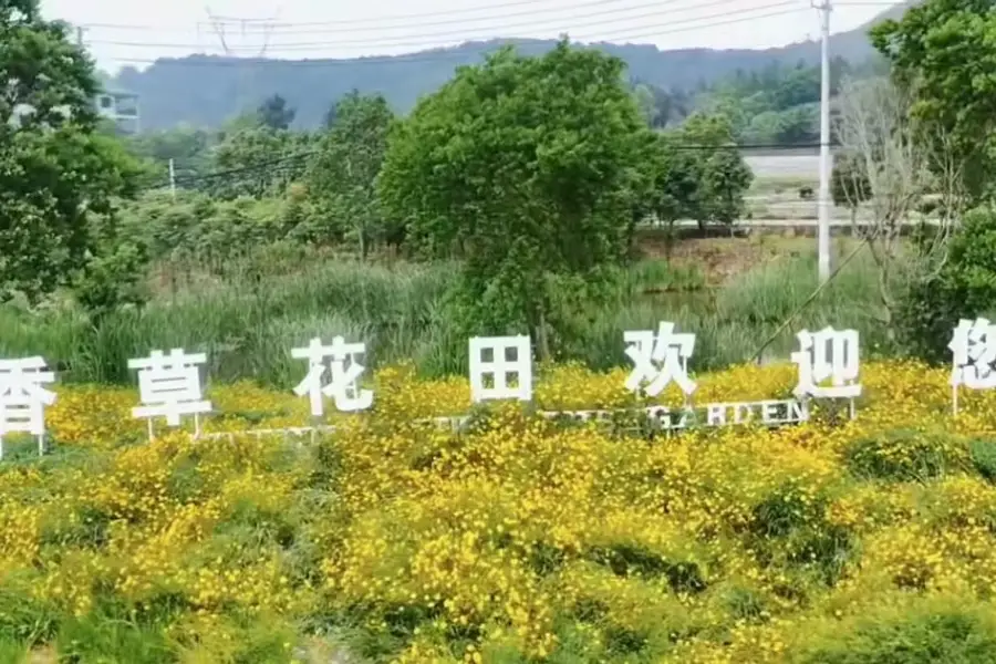 Vanilla Flower Field