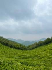 十里茶香茶場