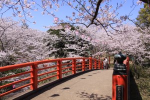 水鄉大江川櫻花杜鵑花節 | 香取市