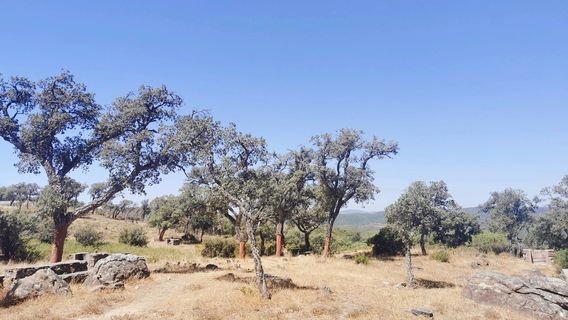 Parque De Los Alcornocales